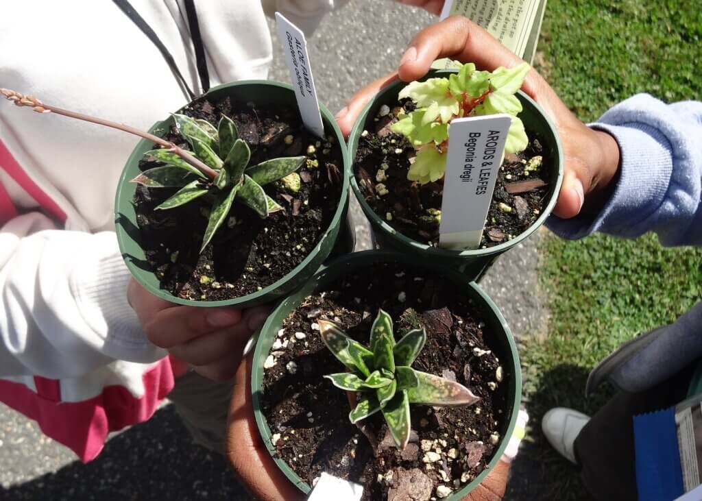 Three people hold small green potted plants labeled ARROWS BLADES and Begonia deja. The plants are set against an outdoor background with grass and pavement.